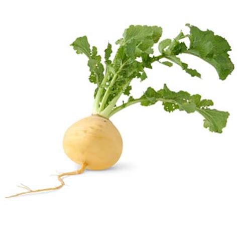 turnip-and-turnip-greens-foodlink-purdue-extension image
