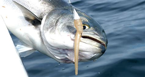 the-worlds-best-bluefish-recipe-on-the-water image