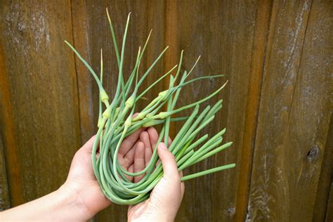 what-are-garlic-scapes-and-how-do-i-use-them-the image