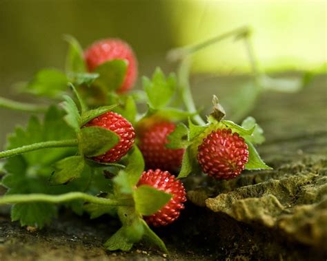 mock-strawberries-daves-garden image