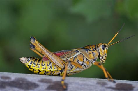 10-fascinating-facts-about-grasshoppers-thoughtco image