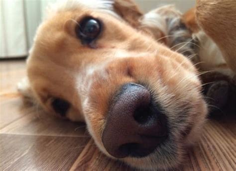 8-dog-nose-facts-you-probably-didnt-know-petmd image