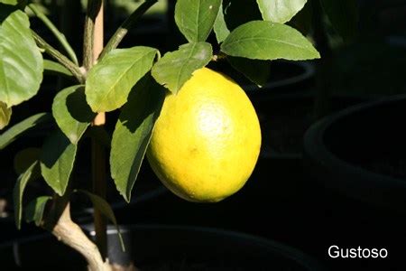 luscious-lemon-sago-recipe-brisbanista image