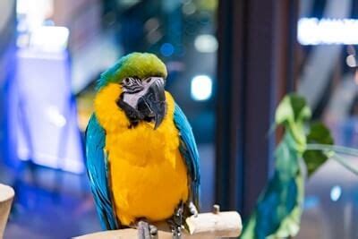 17-herbs-parrots-can-eat-safely-all-about-parrots image