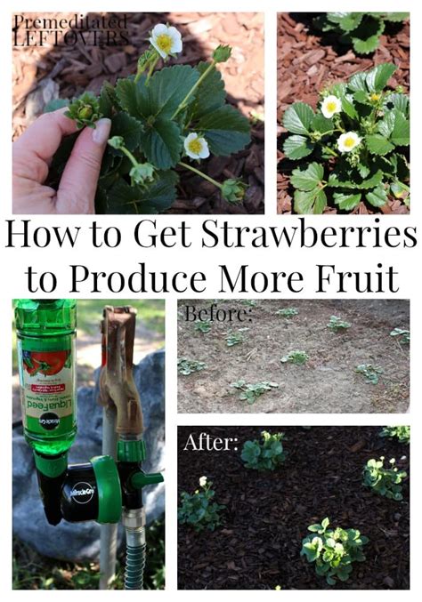 strawberry-growing-tips-how-to-get-strawberries-to image
