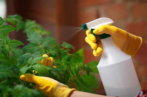 7-homemade-fungicides-that-will-save-your-garden image