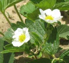 strawberry-flowers-all-you-need-to-know image