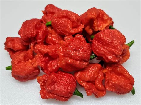 dragons-breath-pepper-seeds-super-hot-chiles image