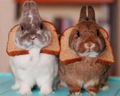 can-rabbits-eat-bread-and-facts-you-should-know image
