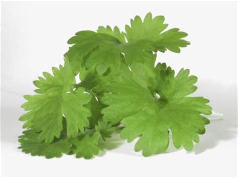 what-is-cilantro-howstuffworks image
