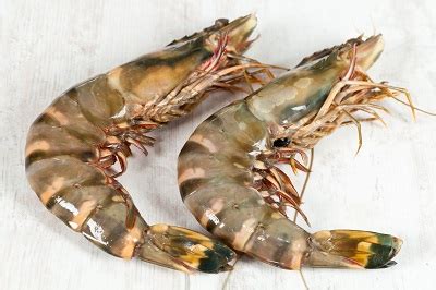 mozambique-prawns-and-shrimps-exporter-supplier image