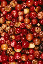 cranberries-the-most-intriguing-native-north image