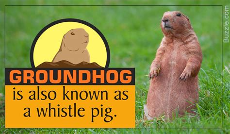 what-do-groundhogs-eat-not-what-you-thought image