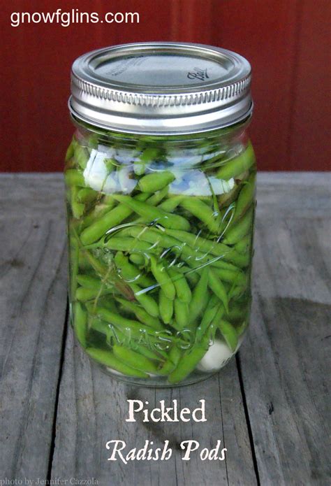 yummy-our-pickled-radish-pods-traditional-cooking image