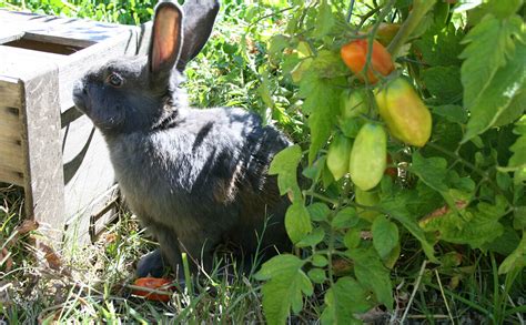 lobes-of-love-eating-rabbit-liver-homepage-modern image