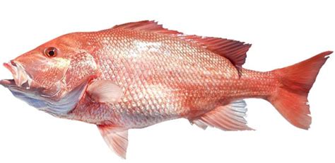 17-types-of-ocean-fish-to-eat-deepoceanfactscom image