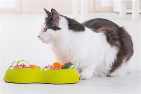 6-delicious-homemade-cat-food-recipes-vet-approved image