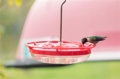 hummingbird-nectar-recipe-best-ratio-tips-the-spruce image