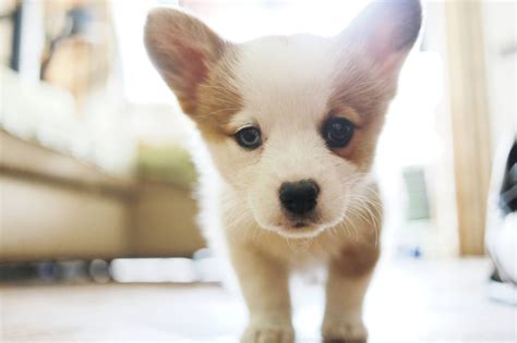 puppy-guide-how-to-feed-your-puppy-the-farmers image