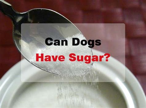 can-dogs-have-sugar-is-sugar-bad-for-dogs image