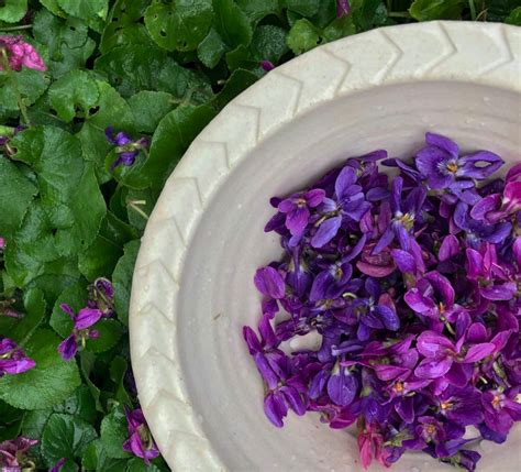 foraging-violets-and-recipes-roots-harvest-blog image