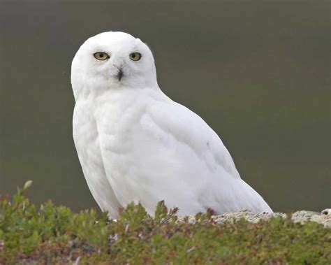 snowy-owl-audubon-field-guide image