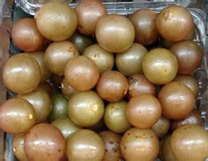male-scuppernongs-female-muscadines-willis image