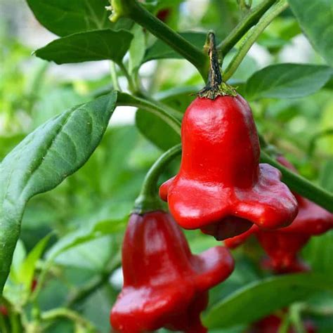 spicy-food-chili-pepper-hot-sauce-recipes-chili image