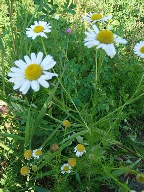 chamomile-pictures-flowers-leaves-identification image