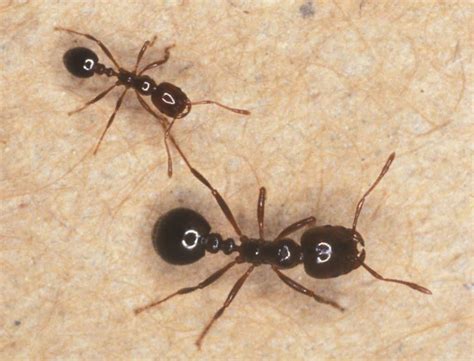 how-to-get-rid-of-ants-fast-permanently-the-ultimate image