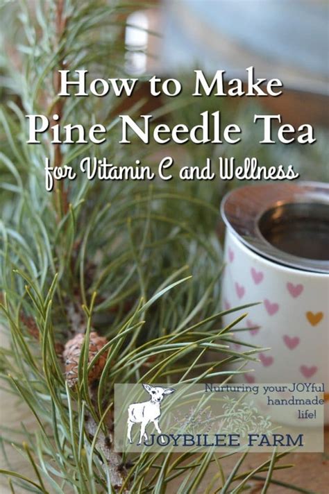 how-to-make-pine-needle-tea-for-vitamin-c-and-wellness image