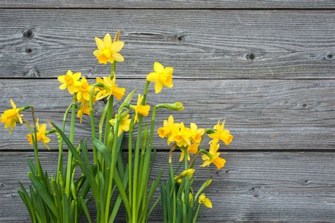 care-of-daffodils-planting-daffodils-in-the-garden image