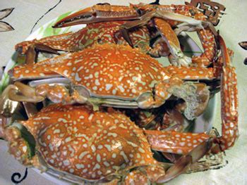 thai-crab image