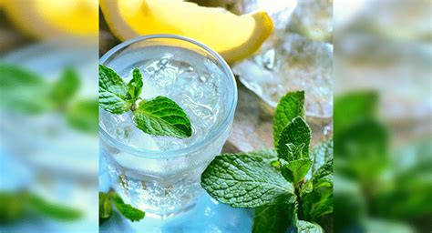 lemon-mint-cooler-recipe-how-to-make-lemon-mint image