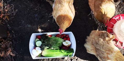 can-chickens-eat-strawberries-the-edible-parts-h2ouse image