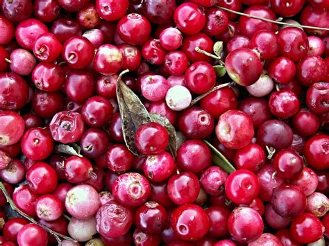 three-delicious-cranberry-christmas image