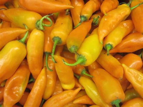 aji-amarillo-guide-heat-flavor-uses-pepperscale image