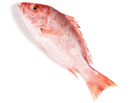 a-guide-to-buying-and-cooking-red-snapper-food image