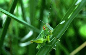 what-do-grasshoppers-eat-animals-answers image