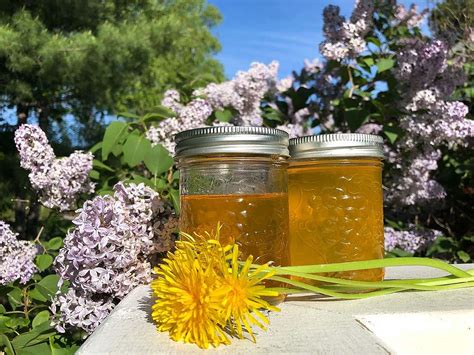 how-to-make-vegan-dandelion-honey-greenpeace image