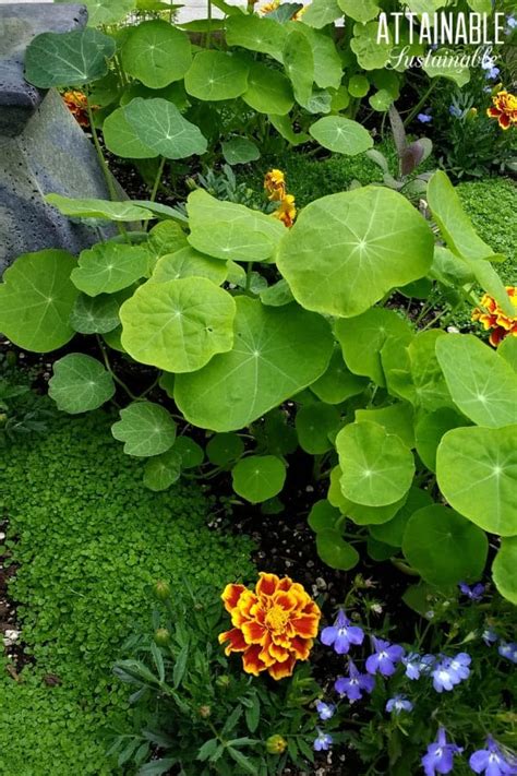 stuffed-nasturtium-leaves-foraging-for-your-dinner image