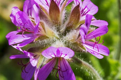 the-benefits-and-uses-of-geranium-pelargonium-in-your image