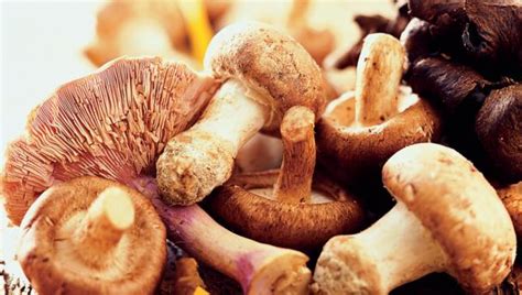 wild-mushrooms-recipes-bbc-food image
