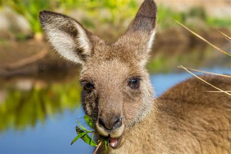 the-diet-of-the-giant-hopper-the-kangaroo image