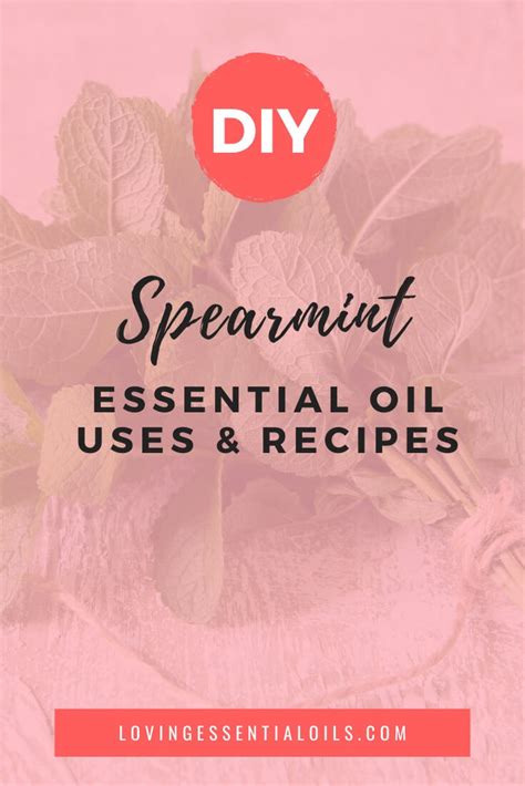 spearmint-essential-oil-recipes-uses-and-benefits image