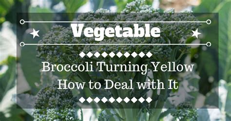 broccoli-turning-yellow-how-to-deal-with-it image
