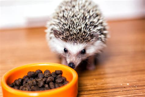 hedgehog-food-what-can-and-cant-they-eat image