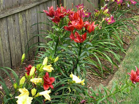 growing-lilies-from-bulbs-how-to-care-for-lily image