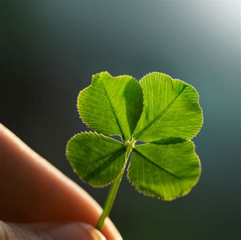 about-four-leaf-clovers-reasons-for-finding-a-clover image