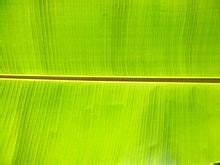 banana-leaf-wikipedia image